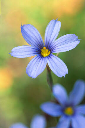 A small blue flower in close-up against soft green β unremarkable, almost pretty.