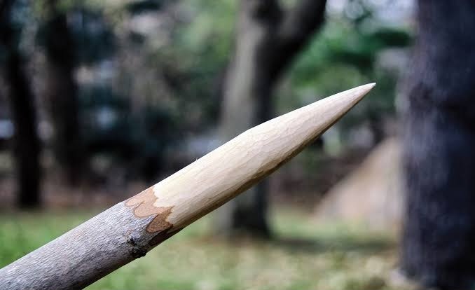 A sharpened wooden stake, whittled to a point β the olive stake, ready.