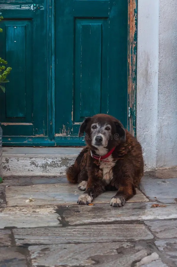 A grey-muzzled dog lying calm in the doorway of a weathered green door β the wolves and lions at Circe's threshold, tame, tails going, not attacking.