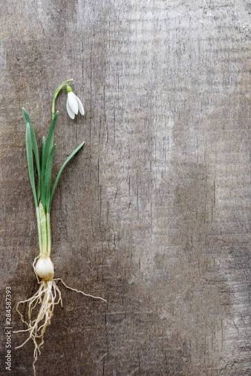 A snowdrop pulled up entire on weathered wood β milk-white flower, pale bulb, tangled roots. The black-rooted, white-flowered herb Hermes gave.